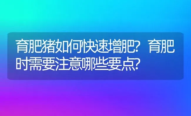 育肥猪如何快速增肥?育肥时需要注意哪些要点? | 动物养殖百科