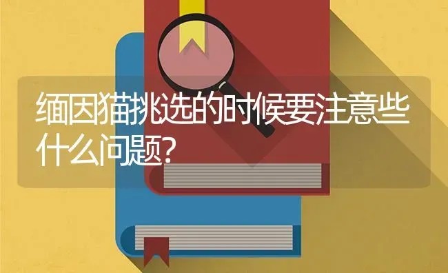 五个月的金吉拉有多大？ | 动物养殖问答