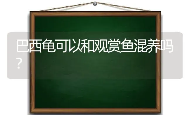 巴西龟可以和观赏鱼混养吗？ | 动物养殖问答