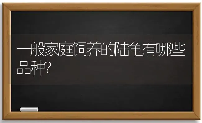 一般家庭饲养的陆龟有哪些品种？ | 动物养殖问答