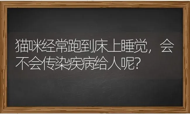 猫咪经常跑到床上睡觉，会不会传染疾病给人呢？ | 动物养殖问答