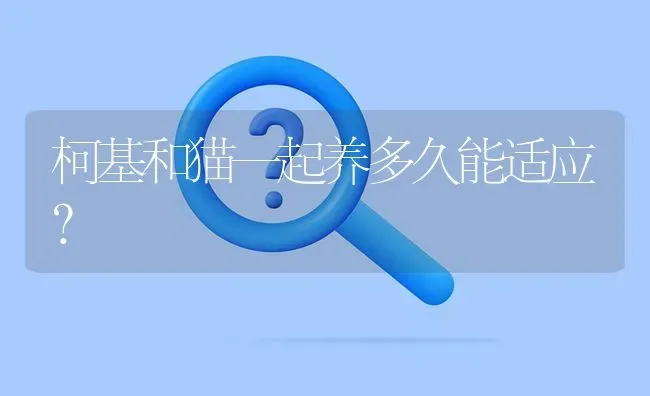 柯基和猫一起养多久能适应？ | 动物养殖问答