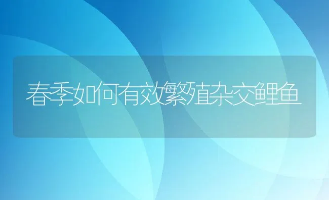 春季如何有效繁殖杂交鲤鱼 | 动物养殖饲料