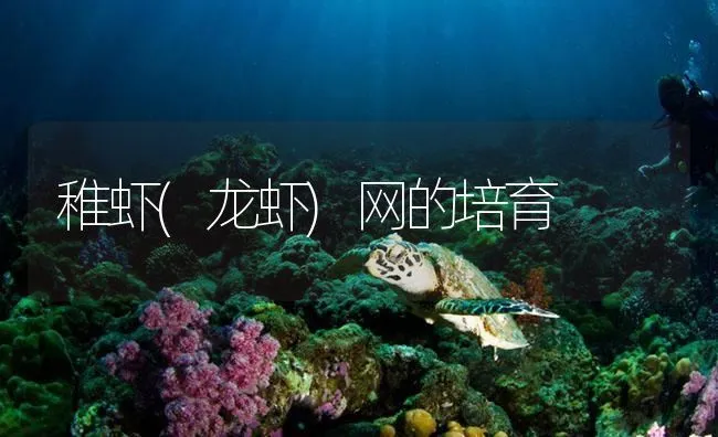 稚虾(龙虾)网的培育 | 海水养殖技术