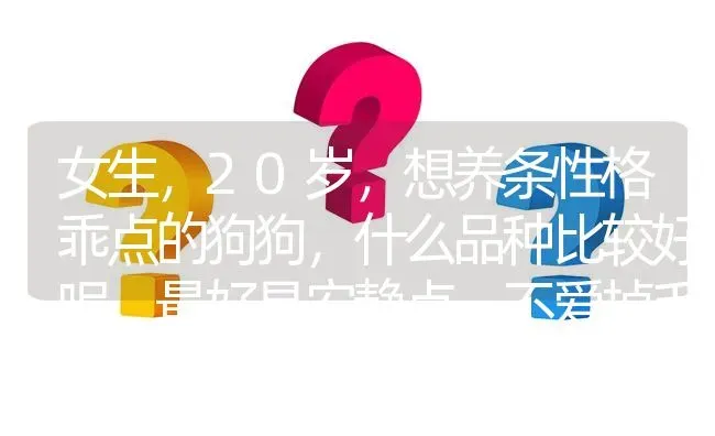 女生，20岁，想养条性格乖点的狗狗，什么品种比较好呢。最好是安静点，不爱掉毛的？ | 动物养殖问答