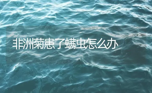 非洲菊患了螨虫怎么办 | 海水养殖技术