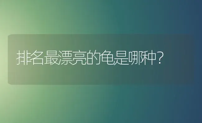 排名最漂亮的龟是哪种？ | 动物养殖问答