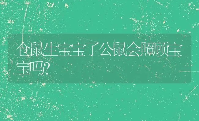 仓鼠生宝宝了公鼠会照顾宝宝吗？ | 动物养殖问答