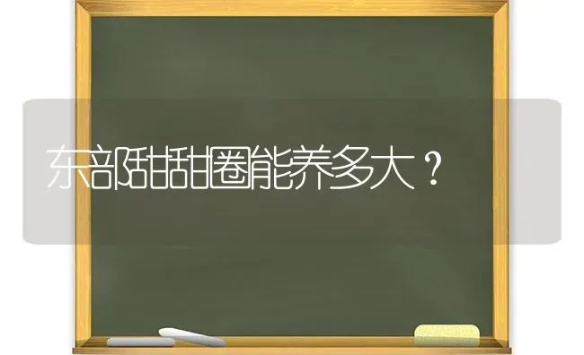 东部甜甜圈能养多大？ | 动物养殖问答