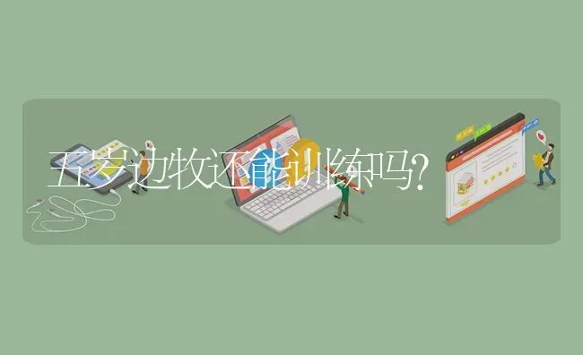 五岁边牧还能训练吗？ | 动物养殖问答