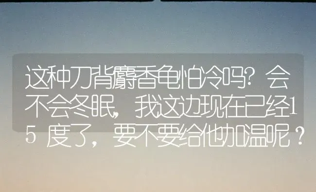 这种刀背麝香龟怕冷吗?会不会冬眠，我这边现在已经15度了，要不要给他加温呢？ | 动物养殖问答