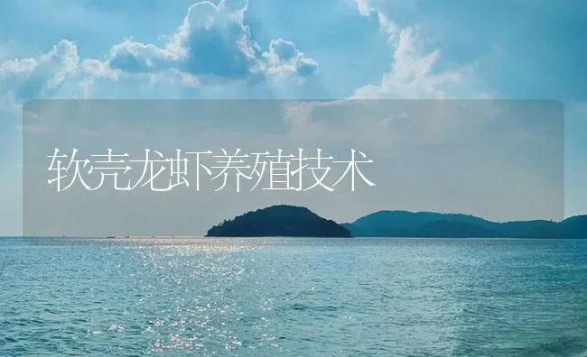 软壳龙虾养殖技术 | 海水养殖技术