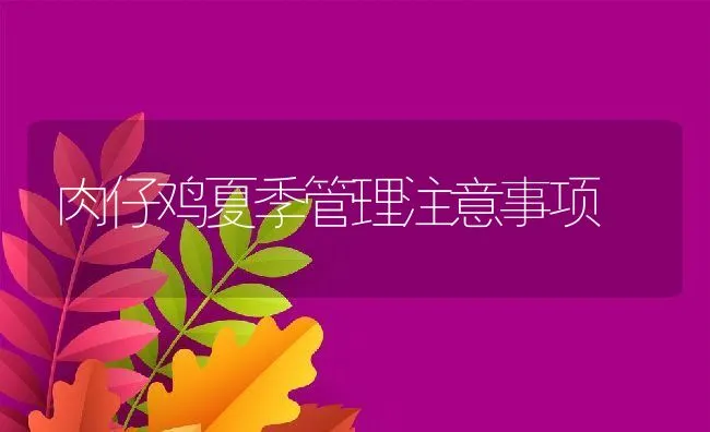 肉仔鸡夏季管理注意事项 | 动物养殖饲料