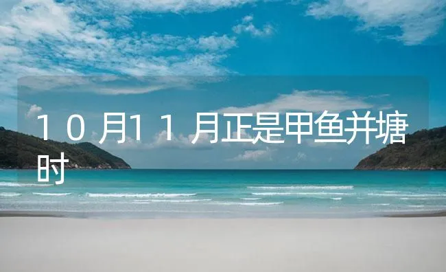 10月11月正是甲鱼并塘时 | 海水养殖技术