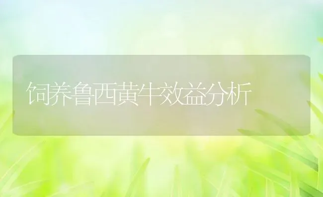 饲养鲁西黄牛效益分析 | 特种养殖技术