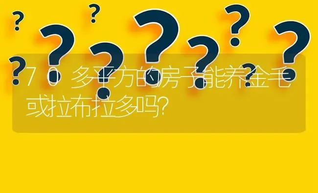 70多平方的房子能养金毛或拉布拉多吗？ | 动物养殖问答