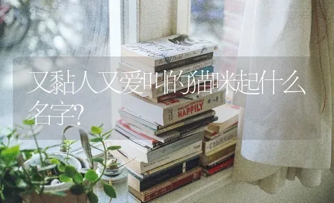 又黏人又爱叫的猫咪起什么名字？ | 动物养殖问答