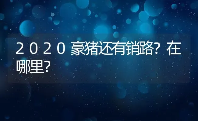 2020豪猪还有销路？在哪里？ | 动物养殖百科