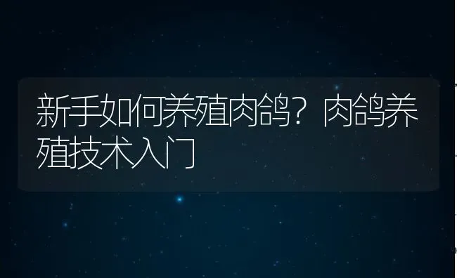 新手如何养殖肉鸽？肉鸽养殖技术入门 | 动物养殖教程