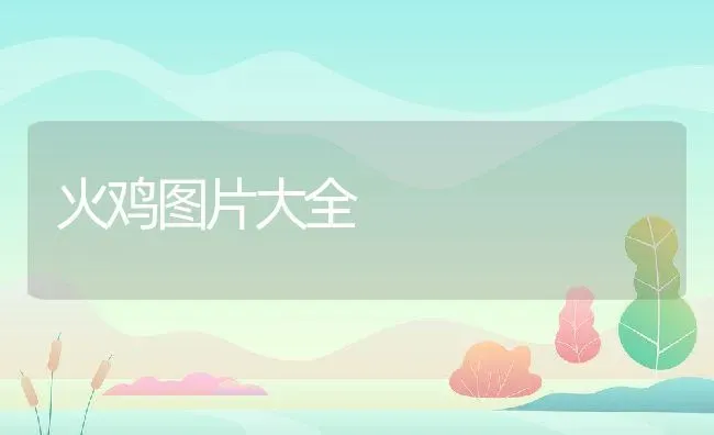 火鸡图片大全 | 动物养殖百科