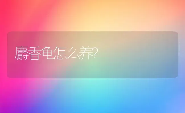 麝香龟怎么养？ | 动物养殖问答