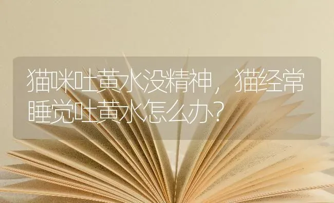 猫咪吐黄水没精神，猫经常睡觉吐黄水怎么办？ | 动物养殖问答