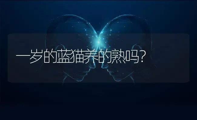 一岁的蓝猫养的熟吗？ | 动物养殖问答