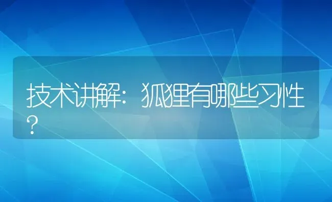 技术讲解:狐狸有哪些习性? | 动物养殖百科