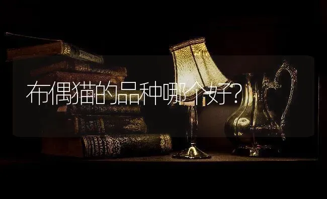 布偶猫的品种哪个好？ | 动物养殖问答