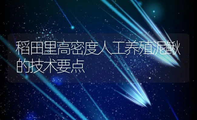 稻田里高密度人工养殖泥鳅的技术要点 | 动物养殖饲料