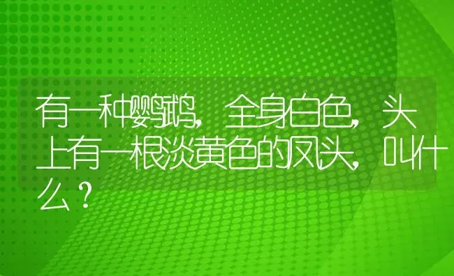 有一种鹦鹉，全身白色，头上有一根淡黄色的凤头，叫什么？ | 鱼类宠物饲养