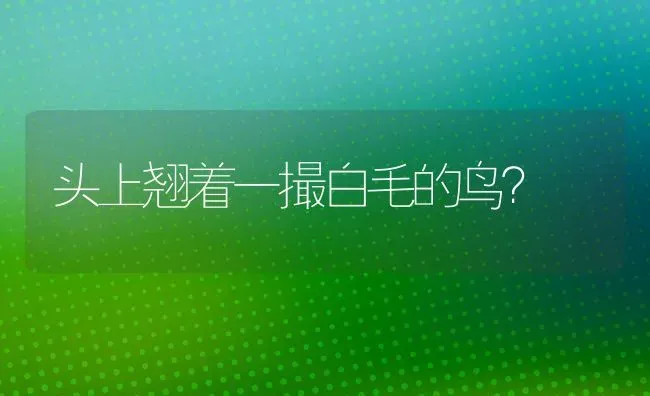 昆明犬和马犬有什么区别？ | 动物养殖问答