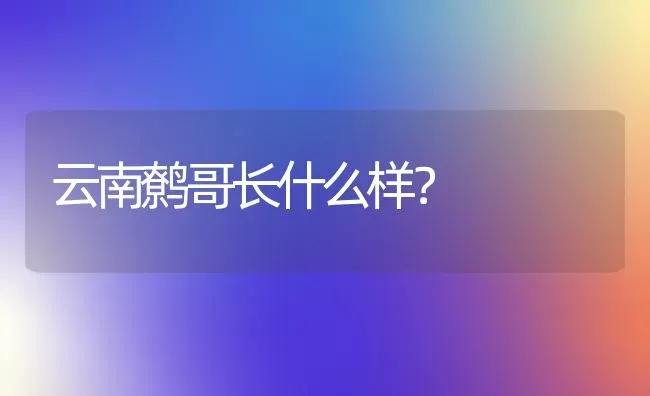 云南鹩哥长什么样？ | 动物养殖问答