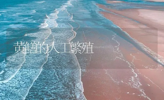 黄鳝的人工繁殖 | 海水养殖技术