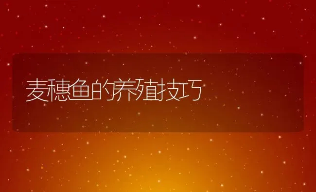 麦穗鱼的养殖技巧 | 动物养殖百科