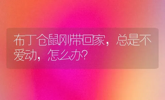 布丁仓鼠刚带回家，总是不爱动，怎么办？ | 动物养殖问答