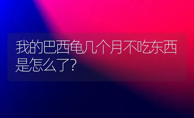 我的巴西龟几个月不吃东西是怎么了？ | 动物养殖问答