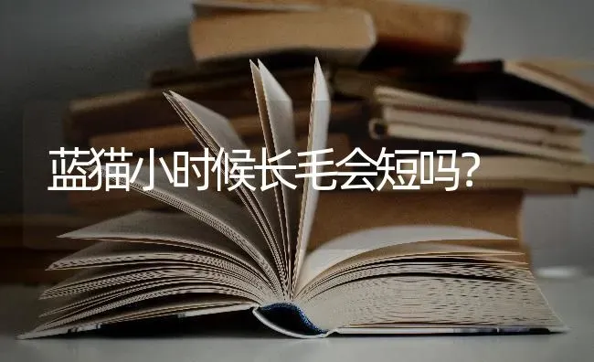 布偶猫蛋蛋上的毛黄黄的，其它地方都挺干净的，不会有事吧！ps:猫掉得挺多？ | 动物养殖问答