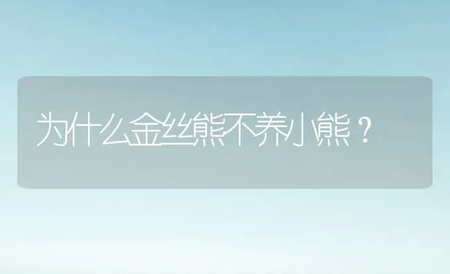 为什么金丝熊不养小熊？ | 动物养殖问答