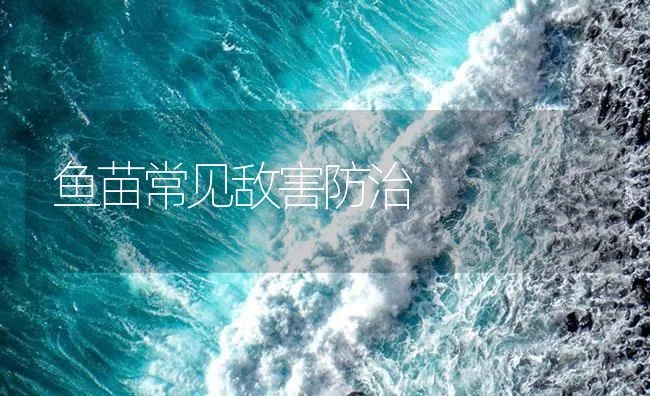 鱼苗常见敌害防治 | 海水养殖技术