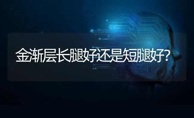 金渐层长腿好还是短腿好？ | 动物养殖问答