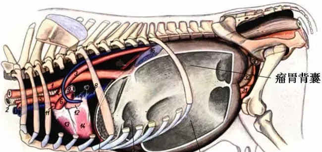 牛反刍的过程