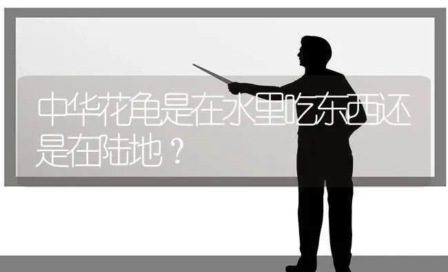 中华花龟是在水里吃东西还是在陆地？ | 动物养殖问答