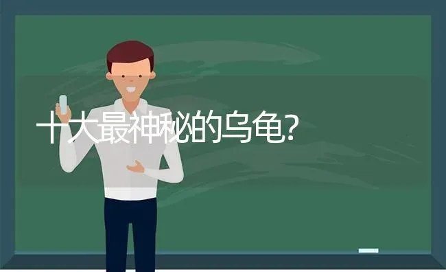 十大最神秘的乌龟？ | 动物养殖问答