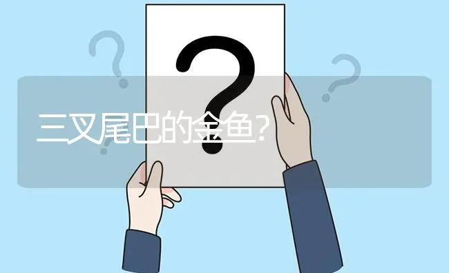 三叉尾巴的金鱼？ | 鱼类宠物饲养