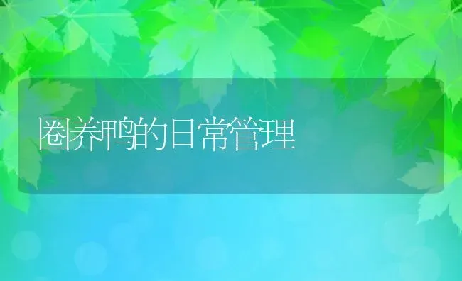 圈养鸭的日常管理 | 动物养殖教程