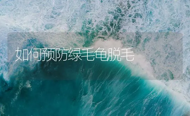 如何预防绿毛龟脱毛 | 海水养殖技术