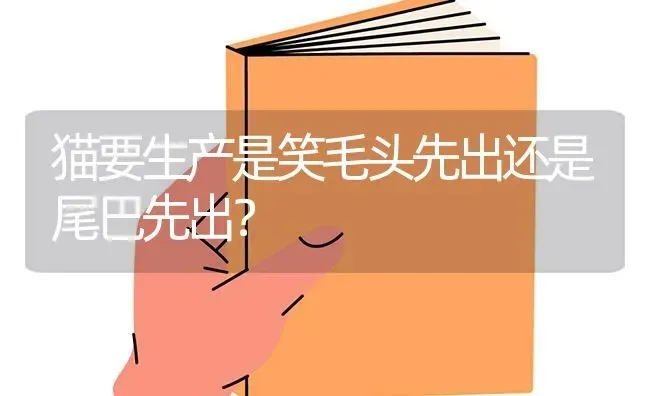 猫要生产是笑毛头先出还是尾巴先出？ | 动物养殖问答