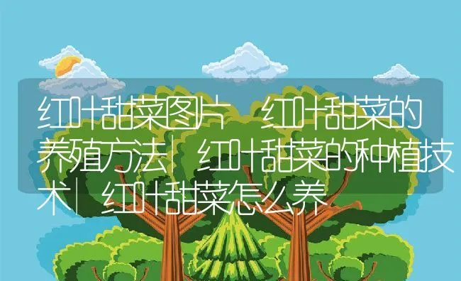 红叶甜菜图片 红叶甜菜的养殖方法|红叶甜菜的种植技术|红叶甜菜怎么养 | 动物养殖饲料