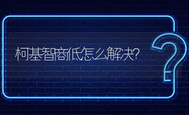 柯基智商低怎么解决？ | 动物养殖问答